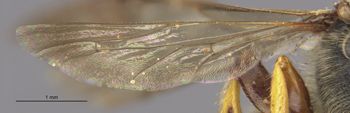 Media type: image;   Entomology 516 Aspect: Wing hind